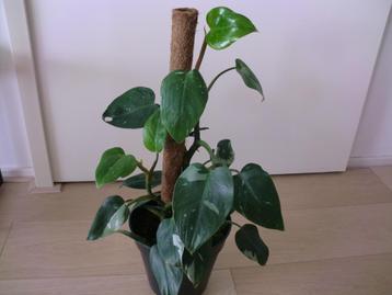 Philodendron White Princess, klimplant beschikbaar voor biedingen