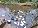 Kwakers met korte snavels, Dieren en Toebehoren, Pluimvee, Meerdere dieren, Eend