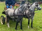 Ponys plus toebehoren te koop, Dieren en Toebehoren, Ophalen, Overige soorten