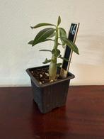 Adenium Woestijnroos - 2 jaar oud, Overige soorten, Volle zon, Ophalen of Verzenden, Tweejarig