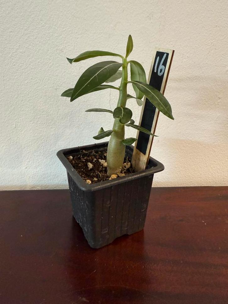 Adenium Woestijnroos - 2 jaar oud, Tuin en Terras, Planten | Tuinplanten, Tweejarig, Overige soorten, Volle zon, Zomer, Ophalen of Verzenden