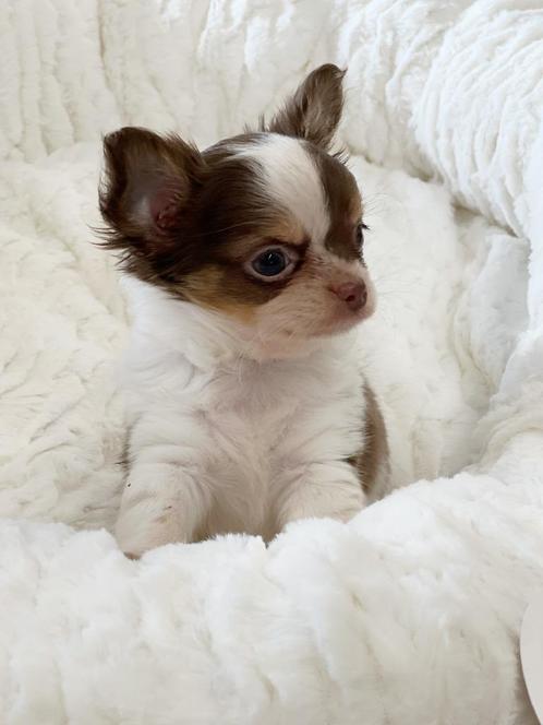 chihuahua pupjes bij ons geboren te koop, Dieren en Toebehoren, Honden | Chihuahua's en Gezelschapshonden, Meerdere dieren, Chihuahua