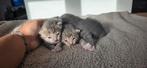 Prachtige kittens (beschrijving goed lezen), Dieren en Toebehoren, Katten en Kittens | Overige Katten, Meerdere dieren, Kortharig