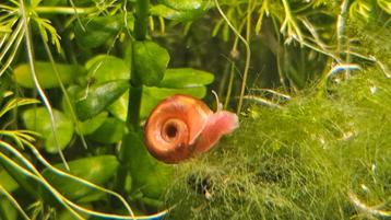 Jonge rode posthoornslakken voor aquarium of vijver beschikbaar voor biedingen