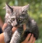 Maine Coon kitten black smoke kitten katertje, Dieren en Toebehoren, Langharig, 0 tot 2 jaar