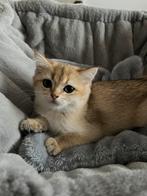 Golden Britse korthaar poesje en langharig katertje te koop, Dieren en Toebehoren, Meerdere dieren, Ontwormd, 0 tot 2 jaar