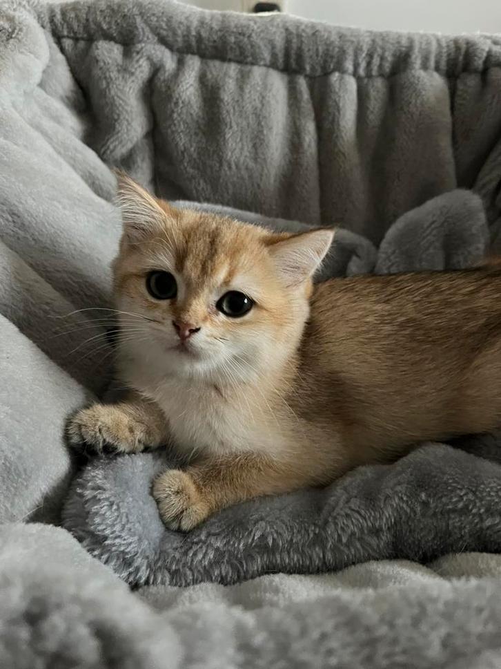 Golden Britse korthaar poesje en langharig katertje te koop, Dieren en Toebehoren, Katten en Kittens | Raskatten | Langhaar, Meerdere dieren