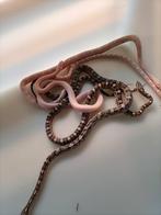 Nog enkele jonge rattenslangen, Slang, 0 tot 2 jaar