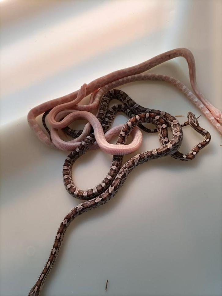 Nog enkele jonge rattenslangen