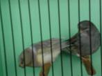 aparte glosters, Dieren en Toebehoren, Vogels | Kanaries, Meerdere dieren, Postuurkanarie