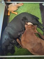 Labrador pups, geboren op 8 augustus., Dieren en Toebehoren, CDV (hondenziekte), 8 tot 15 weken, Labrador retriever, Meerdere