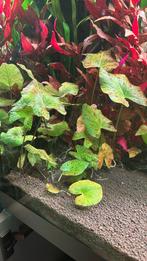 Tijger lotus groen., Dieren en Toebehoren, Reptielen en Amfibieën, Amfibie, 0 tot 2 jaar