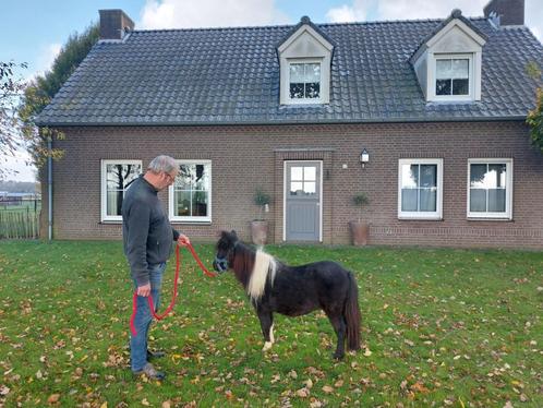 Super brave mooie mini pony, Dieren en Toebehoren, Pony's, Hengst, Niet van toepassing, A pony (tot 1.17m), Recreatiepony, 0 tot 2 jaar