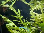 Baby guppy’s, Dieren en Toebehoren, Vissen | Aquariumvissen, Vis
