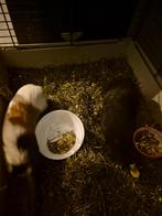 2 mannetjes cavia's, Maart, Mannelijk, Cavia