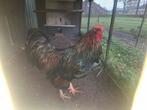 Barnevelder haan, Dieren en Toebehoren, Pluimvee, Mannelijk, Kip