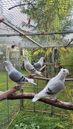 Jonge oud hollandse meeuwen, Dieren en Toebehoren, Vogels | Duiven, Meerdere dieren, Overige soorten