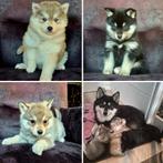 Prachtig nestje pomsky pups🥰😍 nog 2! uit gezonde lijn, 8 tot 15 weken, Poolhond, CDV (hondenziekte), Meerdere dieren