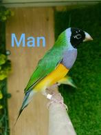 3 Gould Amadine's, Dieren en Toebehoren, Vogels | Overige Vogels, Meerdere dieren, Tropenvogel