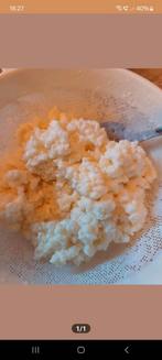 Verse Melkkefir korrels, Diversen, Levensmiddelen, Ophalen