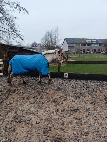 Horseware amigo revive 200 gram met hals beschikbaar voor biedingen