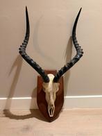 Schedel IMPALA ANTILOPE op houten schild, Ophalen, Zo goed als nieuw, Schedel