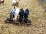 4 x ouessant quessant ooitjes ooien, Dieren en Toebehoren, Schapen, Geiten en Varkens, Vrouwelijk, Schaap