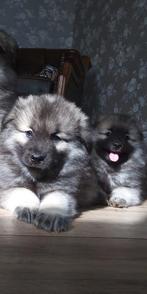 keeshond pups  wolfsgrauw. grijs. blauw, Nederland, 8 tot 15 weken, Meerdere, Meerdere dieren