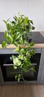 Epipremnum Aureum (Gouden Pothos) - Mooie Kamerplant, Tuin en Terras, Planten | Tuinplanten, Ophalen, Vaste plant, Bloeit niet