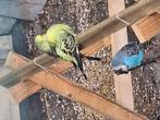 Jonge grasparkieten te koop, Meerdere dieren, Parkiet