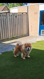 Chow chow, Dieren en Toebehoren, Particulier, Buitenland, Eén hond, 3 tot 5 jaar