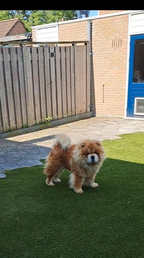 Chow chow, Dieren en Toebehoren, Honden | Poolhonden, Keeshonden en Oertypen, Reu, Overige rassen, Particulier, Eén hond, Buitenland