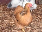 Wyandotte krielkip | Tamme kippen | Passend advies, Dieren en Toebehoren, Pluimvee, Meerdere dieren, Kip