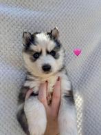 Te reseveren, Prachtige Pomsky puppy’s, Dieren en Toebehoren, Rabiës (hondsdolheid), 8 tot 15 weken, Poolhond, Meerdere