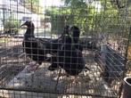 Jonge postduiven, Dieren en Toebehoren, Meerdere dieren, Postduif