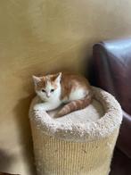 Lief poesje, Poes, Ontwormd, 0 tot 2 jaar