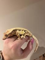 Wimpergekko vrouw lilly white, Dieren en Toebehoren, Reptielen en Amfibieën, Hagedis, Tam, 0 tot 2 jaar