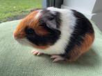 Lief zeugje Livia, Dieren en Toebehoren, September, Vrouwelijk, Cavia