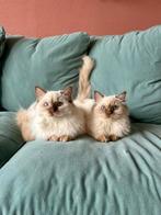 Raszuivere ragdoll kittens, Meerdere dieren, Gechipt, 0 tot 2 jaar