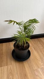 Mexicaanse dwergpalm - Chamaedorea elegans, Ophalen