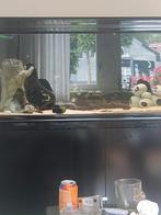 Vissen gevraagd, Dieren en Toebehoren, Vissen | Aquariumvissen, Vis
