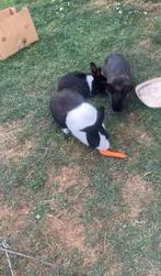 Konijn, Dieren en Toebehoren, Konijnen