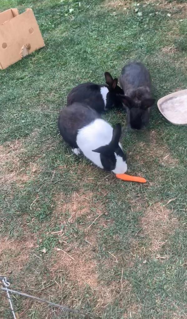 Konijn, Dieren en Toebehoren, Konijnen