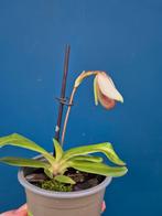 Orchidee Paphiopedilum Tranlieanum p9 (3), Ophalen of Verzenden, Halfschaduw, Minder dan 100 cm