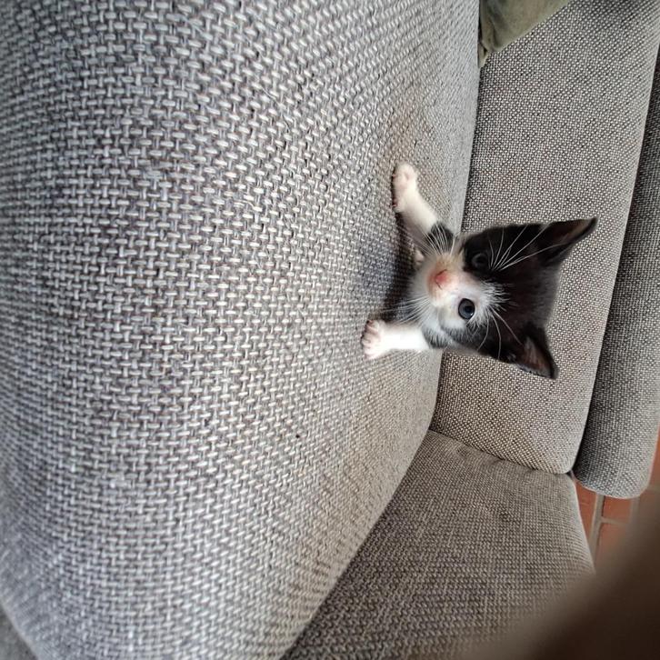 4 prachtige kittens bijna gratis, Dieren en Toebehoren, Katten en Kittens | Overige Katten, Meerdere dieren