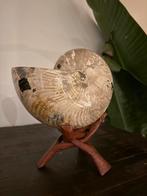 Fossiele Nautilus uit Madagascar, Verzamelen, Ophalen of Verzenden, Fossiel