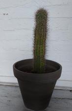 Zuil cactus, Tuin en Terras, Ophalen, Zo goed als nieuw, Rond