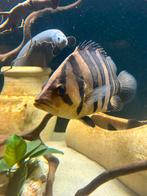 Datnioides microlepis sumatra tijgerbaars, Eén persoon, Overige typen