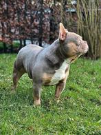 🥰schitterende DEKREU isabella & tan franse bulldog Sjors 🥰, Dieren en Toebehoren, Honden | Dekreuen, Particulier, Rabiës (hondsdolheid)