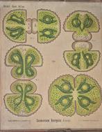 Oude Schoolplaten - Educatieve Prenten, Ophalen of Verzenden, Overige thema's